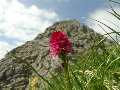 Rotes Kohlr Schen Am Hindelanger Klettersteig Ngidn Flickr