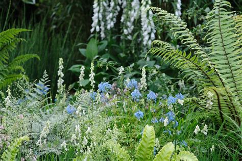 Five Plants for a Woodland Border - BBC Gardeners World Magazine