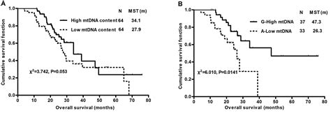 Prognostic Value Of Mitochondrial DNA Content And G10398A Polymorphism