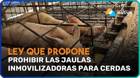 Firmas A Favor Del Proyecto De Ley Que Propone Prohibir Las Jaulas