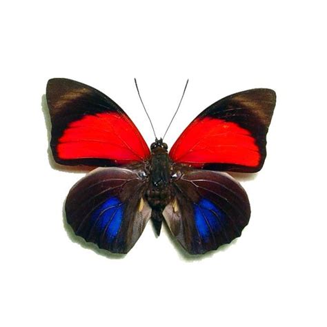 350VIP浦京集团-[主站]地址入口 | Butterfly species, Butterfly inspiration ...