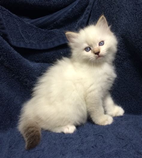 Chocolate Mitted Lynx Female 1