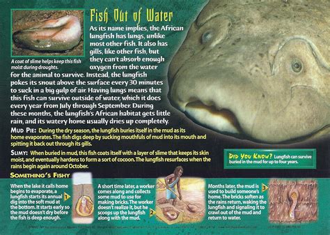 African Lungfish - Wierd N'wild Creatures Wiki