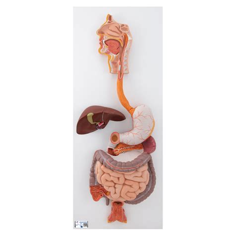 Anatomy Of The Digestive System Exercise Anatomical Charts Posters