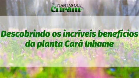 Descobrindo Os Incr Veis Benef Cios Da Planta Car Inhame