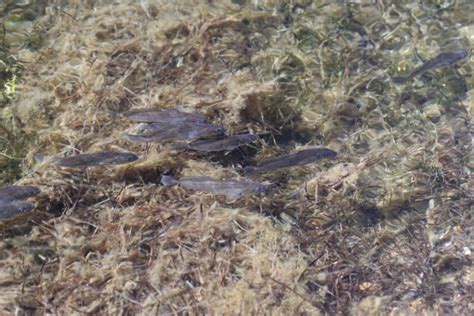 Mulloway Boost For Lake Macquarie Fishing World