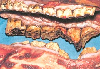 Equine Gut Anatomy And Physiology Flashcards Quizlet