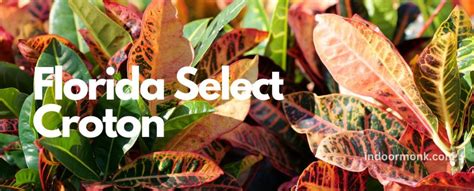 Grow A Unique Plant With The Florida Select Croton - Indoor Monk