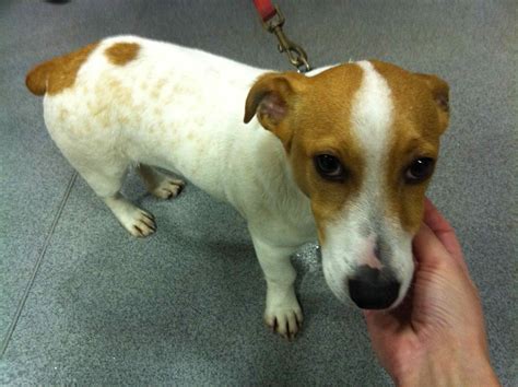 Locals voice fears over Clonlara dog poisoning incidents