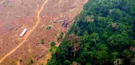 La déforestation en Amazonie atteint un nouveau record en octobre