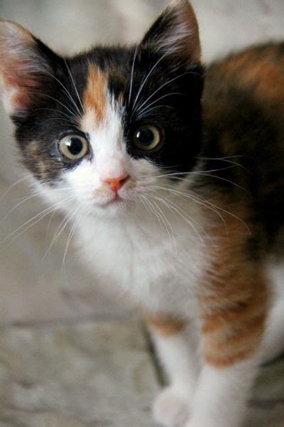 110 Calico Cats Ideas Cats Calico Cat Calico Kitten