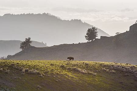 Royalty-Free photo: Herd of brown bison on brown grassfield during daytime | PickPik