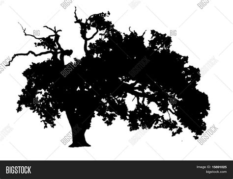 Vector Silhouette Oak Vector & Photo (Free Trial) | Bigstock