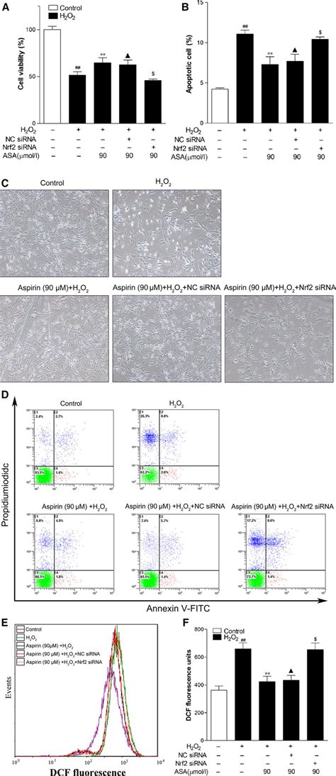 Effect Of Nrf2 Sirna And Aspirin On Cell Viability Apoptosis And