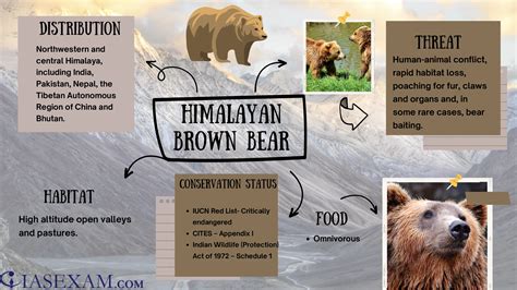 HIMALAYAN BROWN BEAR IAS EXAM