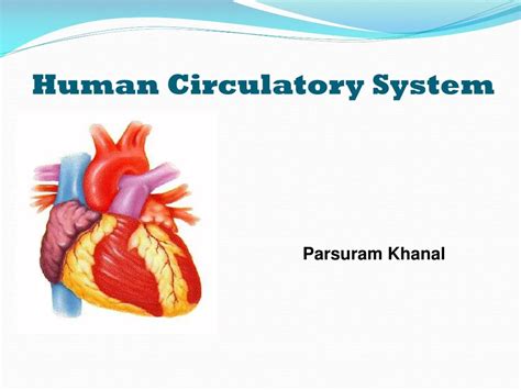 Ppt Human Circulatory System Powerpoint Presentation Free Download