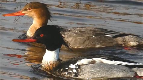 Merganser Duck Call Sound Diving Bathing Flying Running Red