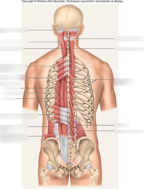 Muscles Of The Back Deep Lab 8 Diagram Quizlet