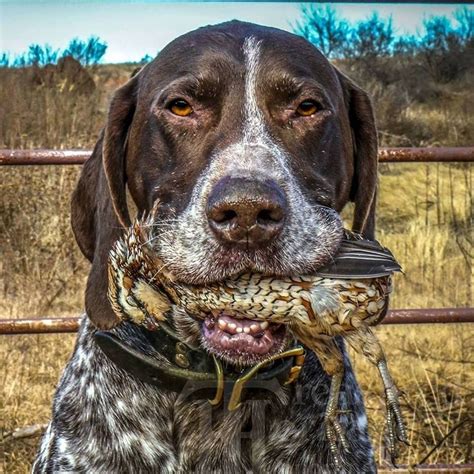 Gentleman Bobwhite Dogs German Shorthaired Pointer Dog Activities