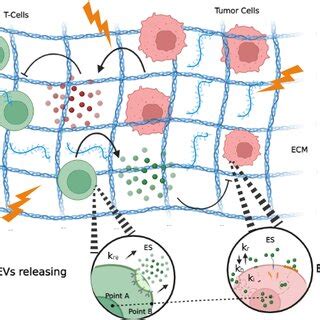 The Tumor Micro Environment Is Made Of A Acellular Part Based On