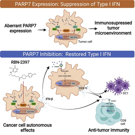 Parp7 Negatively Regulates The Type I Interferon Response In Cancer