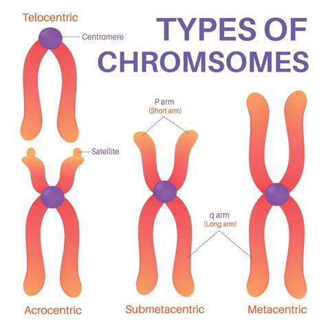 Four Types Of Human Chromosome. 20469158 Vector Art at Vecteezy