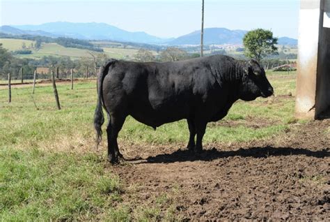 Boi Japon S Wagyu Que Tem A Carne Mais Cara Do Mundo J Recebeu