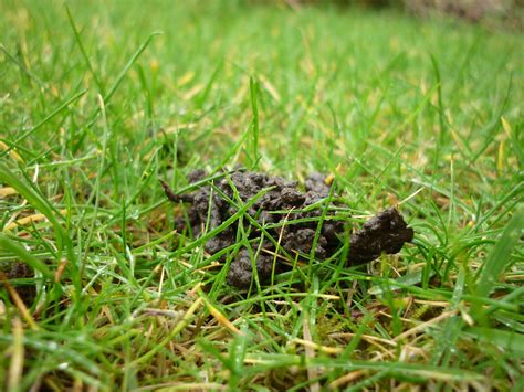 Worm Cast In A Lawn Worm Casts On Your Lawn Can Be Unsilgh Flickr