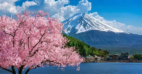 Fuji mountain and cherry blossoms in spring, Japan. photo – Cherry ...