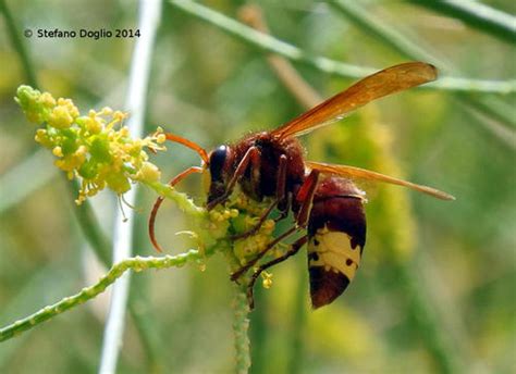 Creature Feature: The Solar-powered Hornet | Nat Geo Education Blog