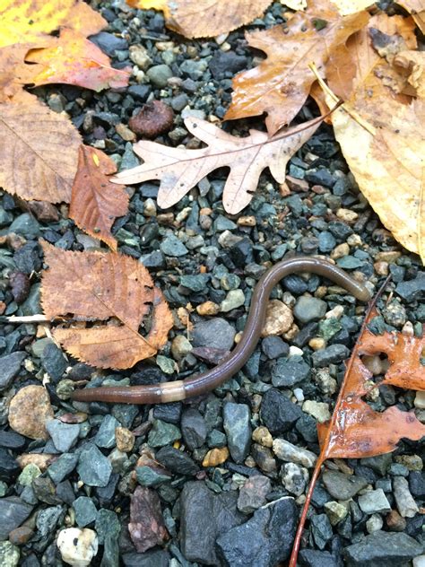 Native Plants and the Crazy Snake Worm - Arnold Arboretum | Arnold Arboretum