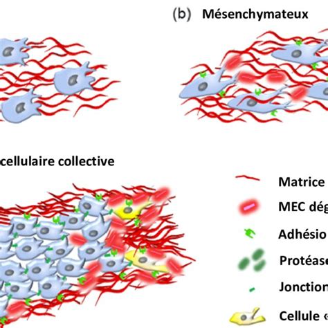 M Canismes D Invasion Par Les Cellules Tumorales D Apr S Wu Et Al