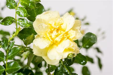 Rose Sunny Rose® - Rosa Sunny Rose® günstig kaufen