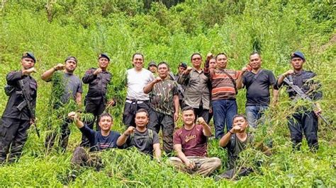 Dengan Teknologi Polda Sumut Temukan Ladang Ganja Seluas Hektar Di