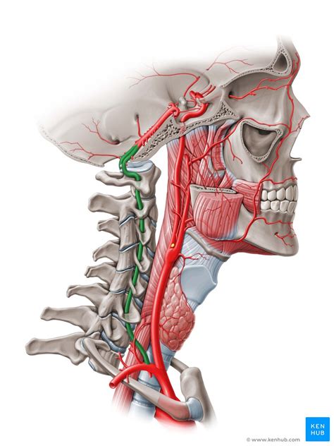 Arteria Vertebral Recorrido Segmentos Y Ramas Kenhub