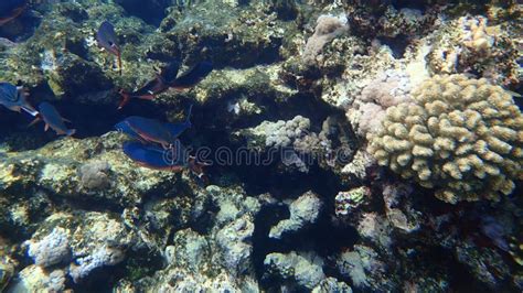 Suez Fusilier Caesio Suevica Undersea Red Sea Egypt Sharm El Sheikh