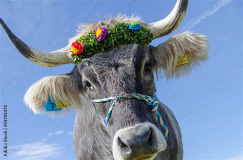 Kuh Beim Almabtrieb Stock Foto Adobe Stock