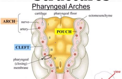 Embryology - Pharyngeal Arches Flashcards | Quizlet