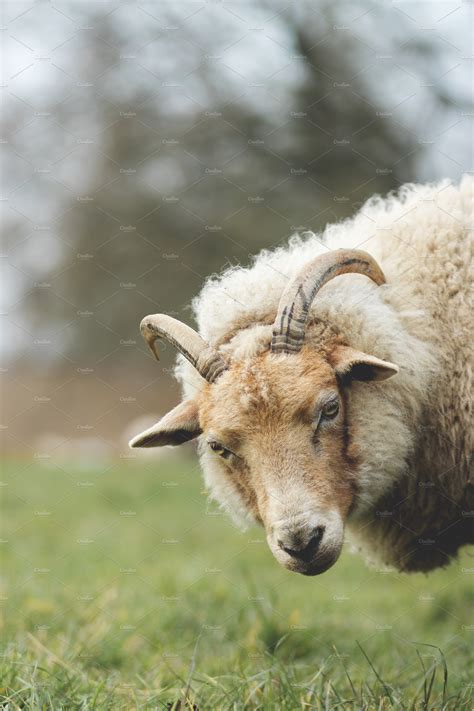 Woolly Sheep Portrait Animal Stock Photos Creative Market