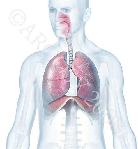 Respiratory System Diagram Quizlet