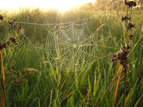 Nearly Perfect Spider Web Photograph By Kent Lorentzen Pixels