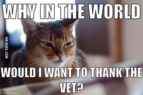 25 Funny Vet Memes That are Cuter then the Pets