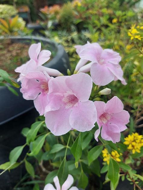 Close Up Of Beautiful Pink Bower Vine Flowers In Garden On Blurred