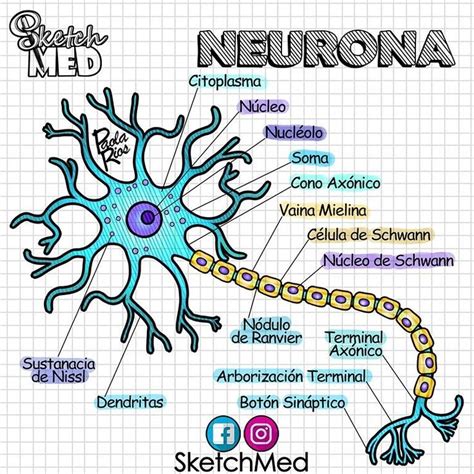 Pin de Lully Grimes en estudo Anatomía médica Enseñanza biología