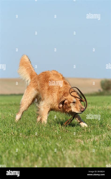 playing Golden Retriever Stock Photo - Alamy