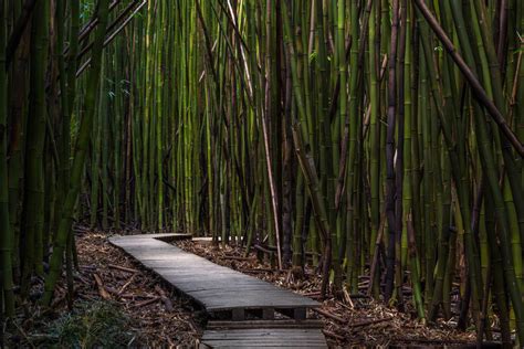 Buying Bamboo | Bamboo Plants HQ