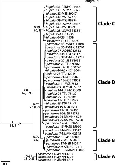 Bayesian Phylogram Resulting From A Partitioned Analysis By Gene And