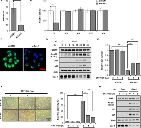 Caveolin Knockdown Leads To Mitochondrial Dysfunction And Sirt