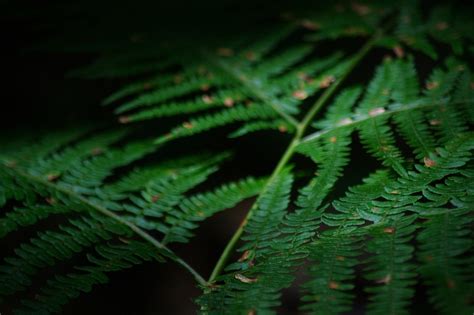 Fern Leaves Foliage Free Photo On Pixabay Pixabay