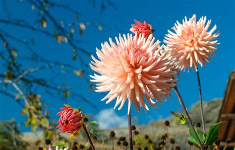 Wallpaper Macro Nature Petals For Mobile And Desktop Section